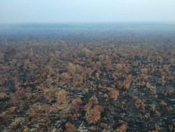 Empat Hari Nihil Titik Api, Karhutla di Kerumutan Riau Makin Terkendali