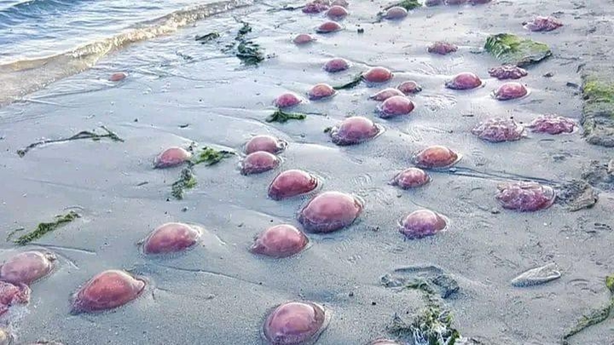 Heboh Ubur-ubur Merah Muda di Buton Tengah, Ini Penjelasan BMKG