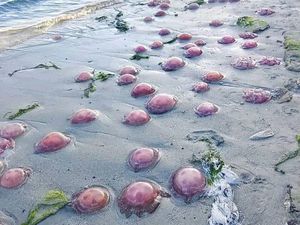 Heboh Ubur-ubur Merah Muda Muncul di Pantai Buton Tengah, BMKG Beri Penjelasan