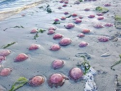 Pantai Buton Tengah Dipenuhi Ubur-ubur Merah Muda, Apa Penyebabnya?