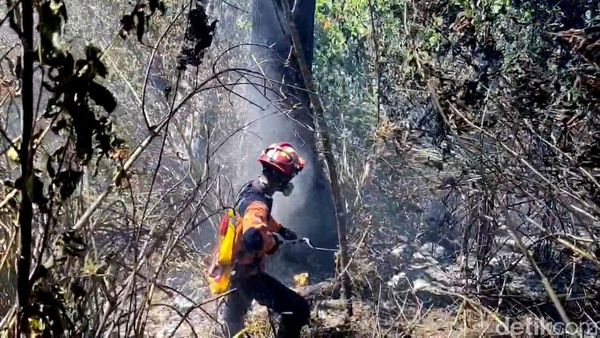 Petugas Gabungan Berjibaku Padamkan Kebakaran di TNBTS Lumajang