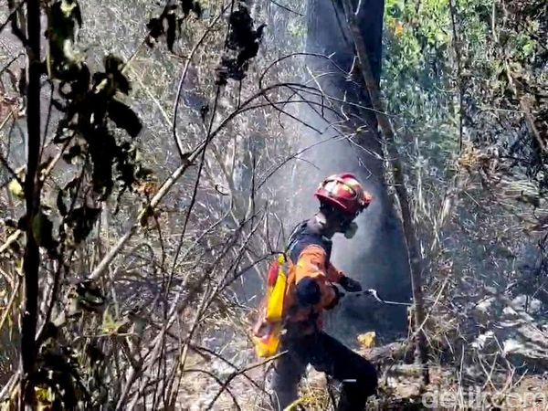Petugas Gabungan Berjibaku Padamkan Kebakaran di TNBTS Lumajang