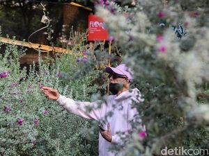 Berburu Tanaman hingga Berinteraksi dengan Satwa di Flona 2026