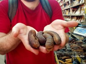 Teripang, Primadona Baru Pasar Gelap Samudra Hindia