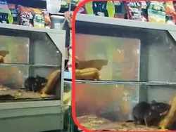 Tikus Keciduk di Etalase Kaca Warung, Pelanggan Heboh!