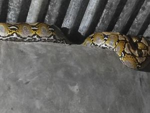Ular Piton 3 Meter Masuk Rumah Warga di Mamuju, Damkar Evakuasi