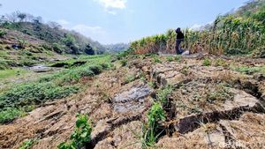 Potret Waduk Bendo Mengering Dimanfaatkan Warga untuk Menanam Jagung