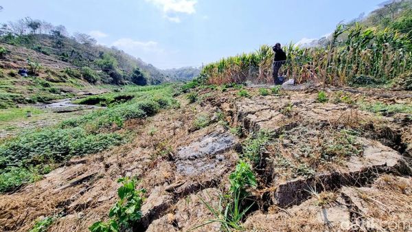 Potret Waduk Bendo Mengering Dimanfaatkan Warga untuk Menanam Jagung