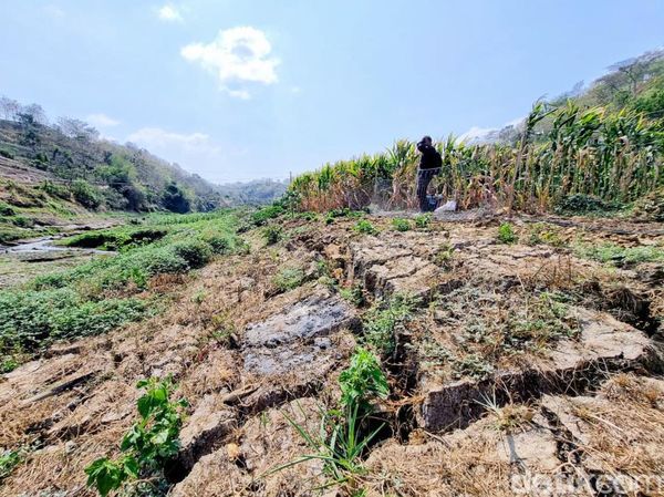 Potret Waduk Bendo Mengering Dimanfaatkan Warga untuk Menanam Jagung