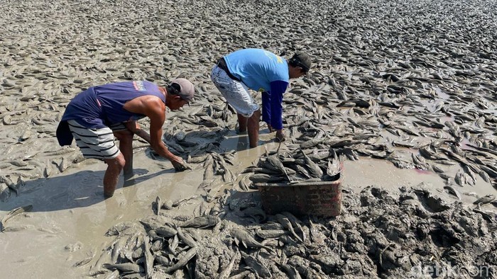Ratusan Ribu Ikan Sapu-sapu Mati di Sungai Juana Pati, Pakar Ingatkan Ancaman Ekosistem
