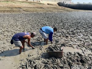 Pakar Ingatkan Ancaman Ikan Sapu-sapu ke Ekosistem Sungai Juana Pati
