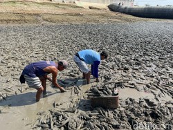 Warga Dapat Ikan Sapu-sapu hingga Satu Ton di Bendungan Surut
