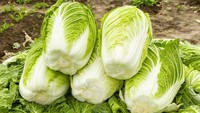 Heboh Sawi Putih di China Dicelup Formalin, Begini Kronologinya
