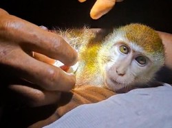 Cerita Petugas Damkar Malinau Selamatkan Monyet Terlilit Karet Rambut
