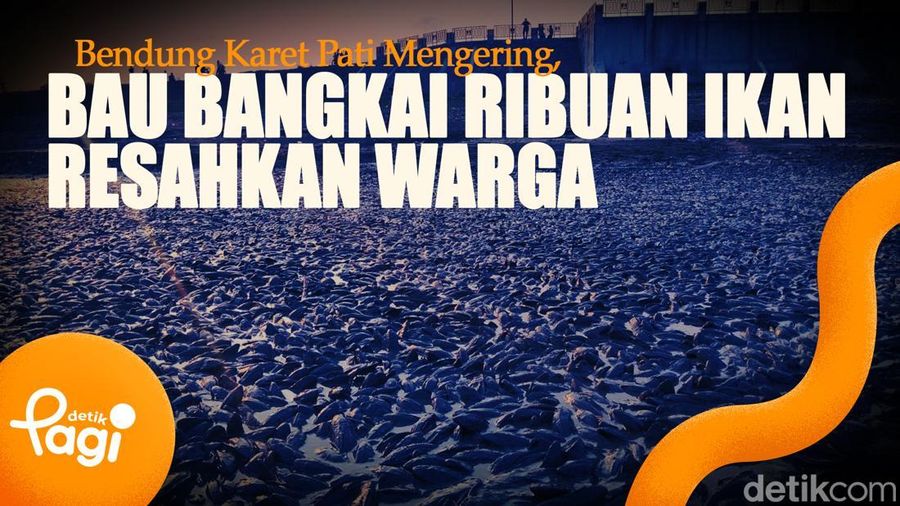 Video: Bendung Karet Pati Mengering, Bau Bangkai Ribuan Ikan Resahkan Warga