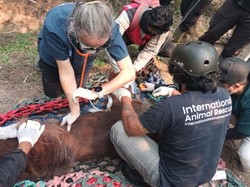 Orang Utan Sempurna yang Pingsan Akibat Asap Karhutla di Kalbar Mati
