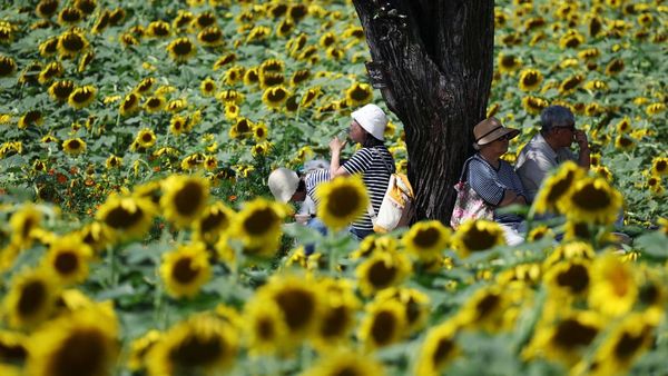 Festival Bunga Matahari di Dekat DMZ, Merawat Harapan Damai Dua Korea