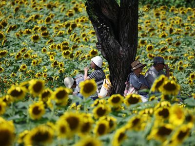 Festival Bunga Matahari di Dekat DMZ, Merawat Harapan Damai Dua Korea