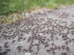 7 Bahan Alami untuk Mengusir Semut, Bagaimana agar Tidak Datang Lagi?