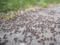 7 Bahan Alami untuk Mengusir Semut, Bagaimana agar Tidak Datang Lagi?
