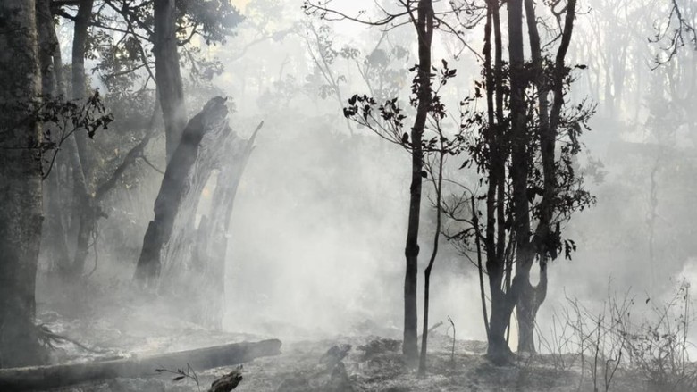 Tim Gabungan Tetap Lakukan Penyisiran Meski Kebakaran Gunung Buthak Padam