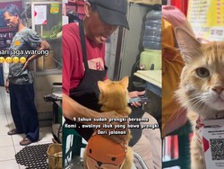 Gemas! Kucing Prengki Viral Jadi Kasir Kedai Nasi Goreng di Bandung