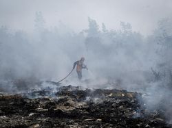 BNPB Ungkap Situasi Karhutla di Sumatera, Kalimantan hingga Papua Barat