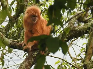 Lutung Merah, Primata dari Kalimantan yang Mulai Punah