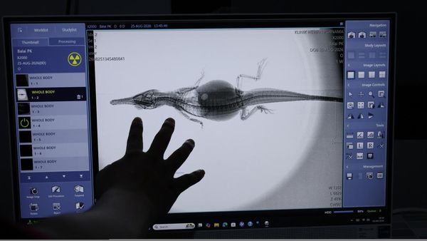 Menjaga Buaya Senyulong, Tiga Anak Satwa Dilindungi Jalani Pemeriksaan