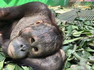 11 Orang Utan dan Tenggiling Terdampak Karhutla di Kaltim