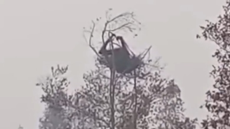 Video Terjebak Asap Karhutla! Induk & Anak Orangutan Bertahan di Atas Pohon