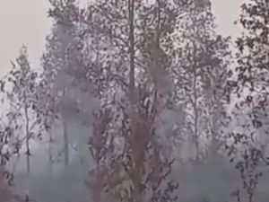 Video Terjebak Asap Karhutla! Induk & Anak Orangutan Bertahan di Atas Pohon