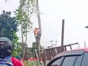 Momen Pekerja Terpental Saat Tebang Pohon di Depok Bikin Warga Histeris