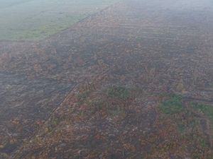 Kebakaran di Hutan Lindung Gambut Londerang Jambi Padam, 86 Hektare Terbakar