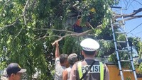 Pohon Tumbang Timpa Trailer di Trosobo Sidoarjo, Lalin Sempat Tersendat