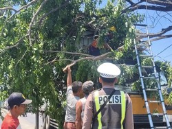 Pohon Tumbang Timpa Trailer di Trosobo Sidoarjo, Lalin Sempat Tersendat