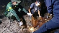Induk-Anak Orang Utan Raya-Rayu Terjebak Karhutla di Sampit