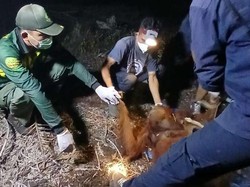 Induk-Anak Orang Utan Raya-Rayu Terjebak Karhutla di Sampit