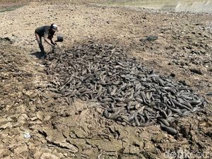Tahu dari Medsos, Warga Lamongan Ikut Berburu Ikan di Dasar Sungai Juana