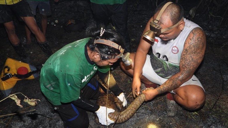 Tenggiling Terjebak Karhutla Berau, 2 Kakinya Luka Parah