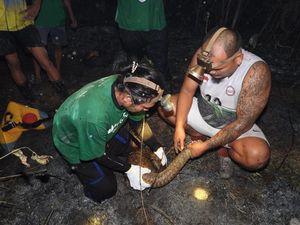 Tenggiling Terjebak Karhutla Berau, 2 Kakinya Luka Parah