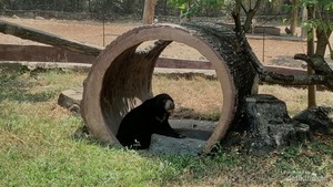 7 Satwa Terancam Punah Koleksi Solo Safari