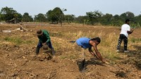 Napi Lapas Karawang dan TNI Garap Bareng Lahan Kodim untuk Tanam Jagung