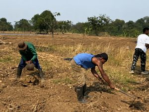 Napi Lapas Karawang dan TNI Garap Bareng Lahan Kodim untuk Tanam Jagung