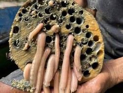 5 Fakta Tembiluk, Kerang Bentuk Unik yang Sering Dikira Cacing
