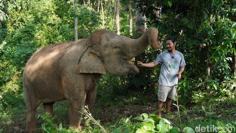 Ancaman Karhutla Meluas, BKSDA Pantau Pergerakan Gajah Liar di Jambi
