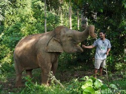 Ancaman Karhutla Meluas, BKSDA Pantau Pergerakan Gajah Liar di Jambi