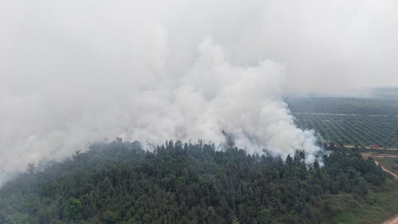 Luas Kebun Raya Sriwijaya yang Terbakar Capai 30 Hektare