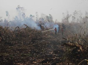 Karhutla Kepung Lahan Gambut Tanjab Timur, Pemadaman Dikebut