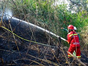 Otorita IKN Laporkan Terduga Pelaku Karhutla, 1 Perusahaan Dijatuhi Sanksi